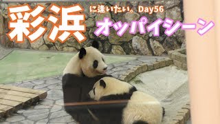 親子公開でのオッパイシーン！【彩浜に逢いたい。Day56 2019/10/13】