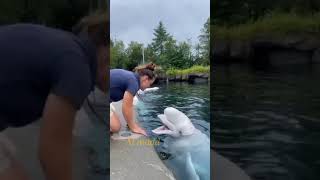 أجمل وألطف الدلافين البيضاء.         The most beautiful and cutest white dolphin