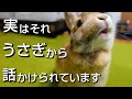 見逃し厳禁！うさぎが飼い主に話かけている時の仕草７選【保護うさぎ】