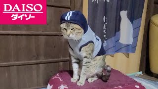 ダイソーの犬服を猫に着せると可愛いって知ってました？