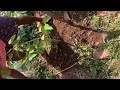 long mulberry morus alba planting