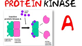 Protein kinase a