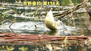 荒野垂钓第136天，新环境新钓点 80公分的水深钓鲫鱼 好得劲