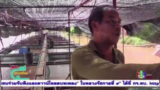 พิจิตร-แม่น้ำน่านเพิ่มระดับสูงขึ้นกระทบกระชังปลา