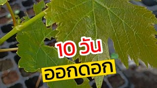 #องุ่น10วันออกดอก