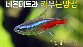 네온테트라 키우는 방법