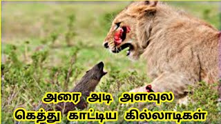 காட்டில் நடக்கும் விலங்குகள் நிகழ்வுகள் / amazing animals videos / Tamil Display