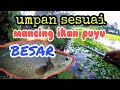 umpan sesuai mancing ikan puyu besar