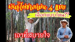 พันธุ์ไผ่ซางหม่น 4 แบบ…เลือกแบบไหน?? เอาที่สบายใจ/ ep.62