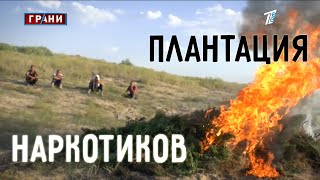 Тайная плантация наркоторговцев Казахстана