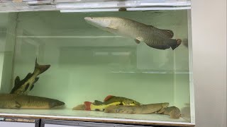 アマゾンの巨大魚ピラルクの幼魚飼育、6カ月の脅威の成長をお見せします！