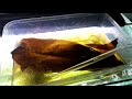 super charging indian almond leaves for shrimp