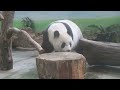 20220829 午餐玻璃又起霧 圓仔洞口要食物 giant panda yuan zai