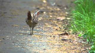 野鳥撮影・ コジュケイ　Chinese bamboo partridge