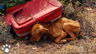 The Skinny Dog, Found By a Passerby, Lay Motionless Next to the Suitcase