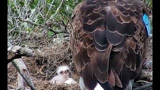 3-10-19 Fraser Point~ Cruz With The Eaglet, Possible pip?