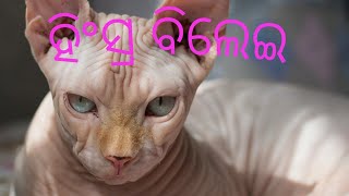 Cute baby cat videos। ପୋଷା ବିଲେଇ। Animal funny video