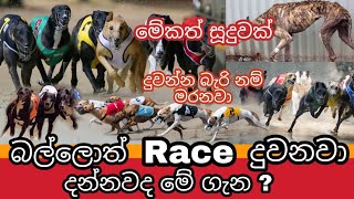 සල්ලි නිසා මිනිස්සු වෙනුවෙන් Race දුවන සුනඛයෝ  | About Dog Racing | Awata