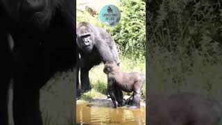 Kiango loves to play in the water when it's summer 🫶 #gorilla #gorillababy #cuteanimals #animals