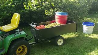 The Great Hazelnut Harvest 2021, Day 8