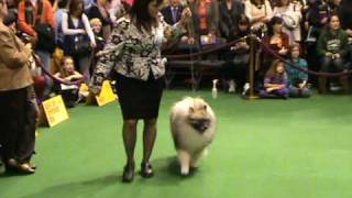 Westminster dog show