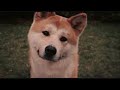 cancion triste hachiko