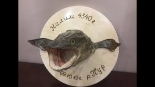 DIY trophy burbot head.How to make. Чучело трофейного налима своими руками. Делаем глаза и лакируем.