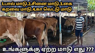 நீங்க மாடு வாங்க போறிங்களா இந்த வீடியோ முழுமையாக பாருங்கள் | நம்ம வளர்ப்புக்கு எற்ற மாடு எது ?? | HF