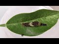 三齢幼虫の脱皮 3rd instar larval moulting 三齡幼蟲的蛻皮