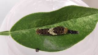 三齢幼虫の脱皮 3rd instar larval moulting 三齡幼蟲的蛻皮