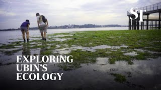 Exploring Pulau Ubin's ecology: More than just a place to escape to