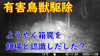 20201128　『有害鳥獣駆除』　イノシシ箱罠　ようやく誘因成功⁈　トレイルカメラ