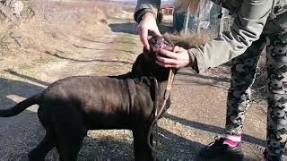 Male Puppy - Ultra Brindle Farm Boerboel From Mascot Millenium