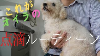 【ビタミン点滴】これがオイラの点滴ルーティン【脳腫瘍】【肝臓癌】【東洋医学】【群発発作】【トイプードル】【シニア犬】【免疫療法】 DOG Epilepsy Brain tumor Cancer