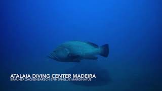 Tauchen Madeira, Atalaia Diving Center, Brauner Zackenbarsch 7