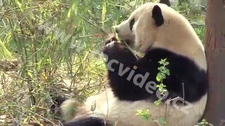 Čína - zvířata - panda - příroda