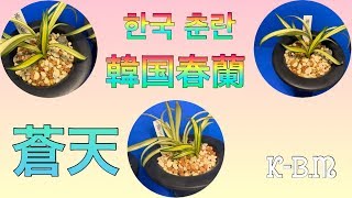 韓国春蘭「蒼天」（仮）・한국 춘란・춘란