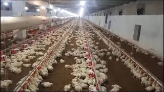 poultry farm day 15 complete vaccination || how to vaccine broiler chicken || chicken vaccination