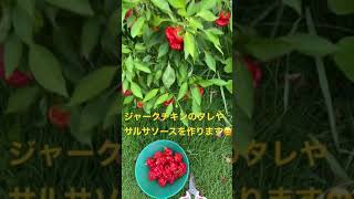 スコッチボンネット🌶 激辛唐辛子🌶