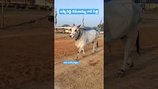 New category Bull ||లక్కిరెడ్డి రమణమ్మ గారు కోడిగుడ్లపాడు గ్రామం కాశీనాయన మండలం వైయస్సార్ కడప జిల్లా