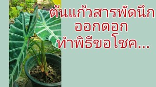 ต้นแก้วสารพัดนึกออกดอกทำพิธีขอโชค