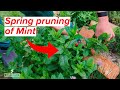 Spring Pruning of Mint - Here's the Best Way to Do It - Avoid These Mistakes!