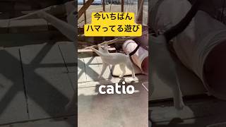 【かわいい子猫】とまだ言わせてほしい#子猫#子猫のナビ#猫ジャラシ