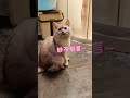 猫咪守护孕妇，安全感满满🐱 shorts 猫 cutecat