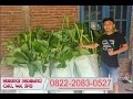 Call 0822-2083-0527 (Tsel) Bibit Pisang Raja Sereh, Bibit Pisang Raja Bulu Kuning,