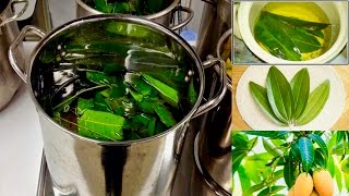 Boil Mango Leaves For These Incredible Health Benefits