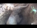 Baby Elephant Rescued From Well In Kerala | Mother Elephant Thanks With Trunk