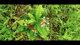 Plant 227 | Sarpagandha | ಸರ್ಪಗಂಧ | Rauvolfia serpentina | Indian snakeroot | Herbal \u0026 The plant