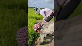 খেতিয়কৰ সন্তান খেতি কৰিটো খাব লাগিব😭|village life | Assamese vlogs