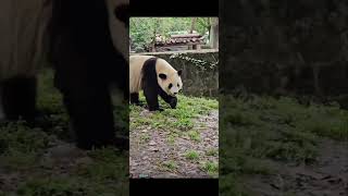 Giant panda jing Dudu new video .大熊猫金嘟嘟最新视频。#panda #大熊猫 #大熊猫吃播 #animals #cute #판다 #panda Eating